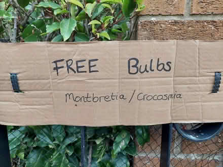 Photo of free Montbretia/Crocosmia bulbs (Gunton NR32) #2