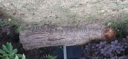 Photo of free Tree trunk (Ormskirk L39) #1