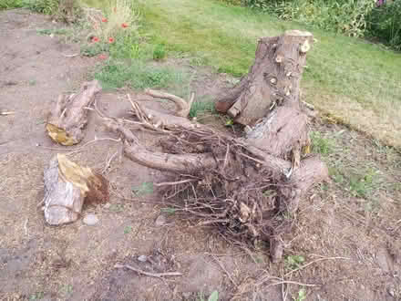 Photo of free Stumpery wood? (Penrith CA11) #1