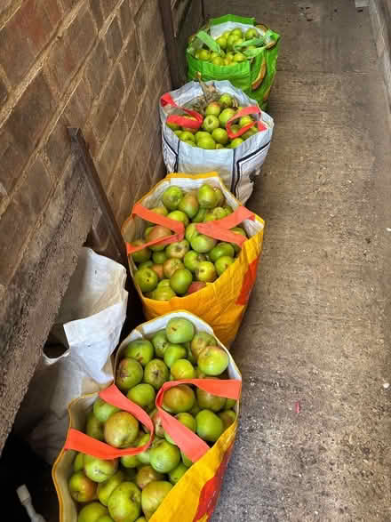 Photo of free More apples and some conference pears (Eastbourne BN20) #1