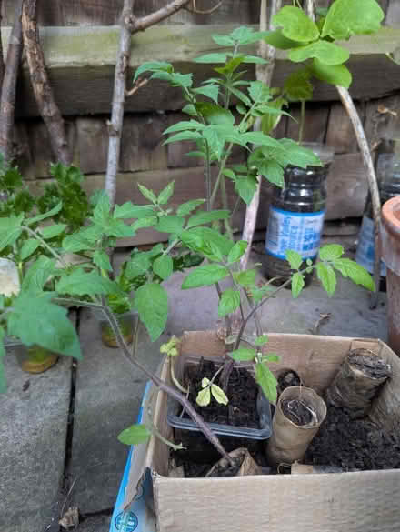 Photo of free Two healthy tomato plants (Themesmead SE28) #2