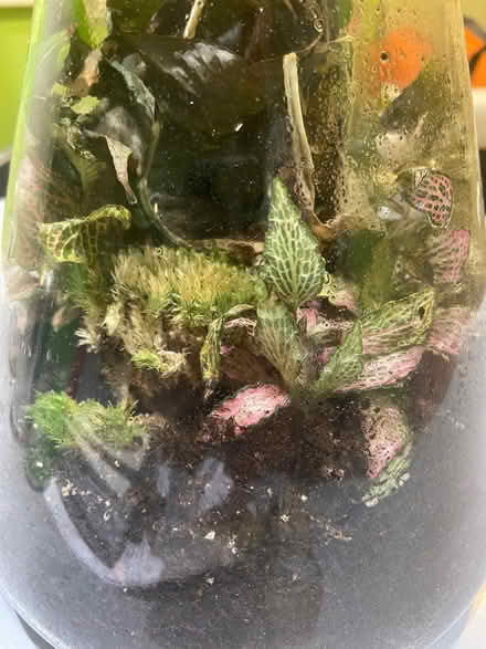 Photo of free Glass terrarium with plants (Preston Park area BN1) #1