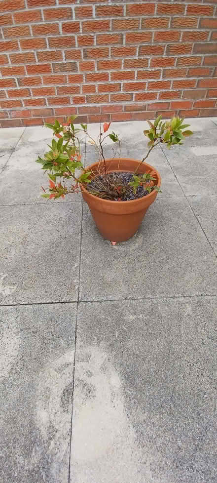 Photo of free Small blueberry bush (Longden SY5) #1