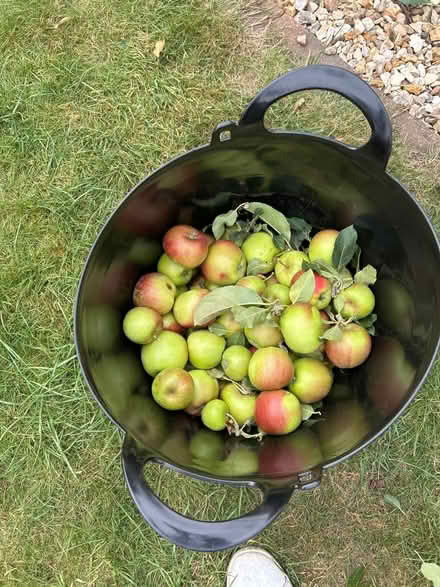 Photo of free Apples (Grange Park) #2