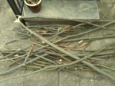 Photo of free ash tree branches (Gledhow LS8) #1