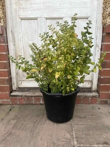Photo of free Lemon balm plant (Harrogate HG2) #1