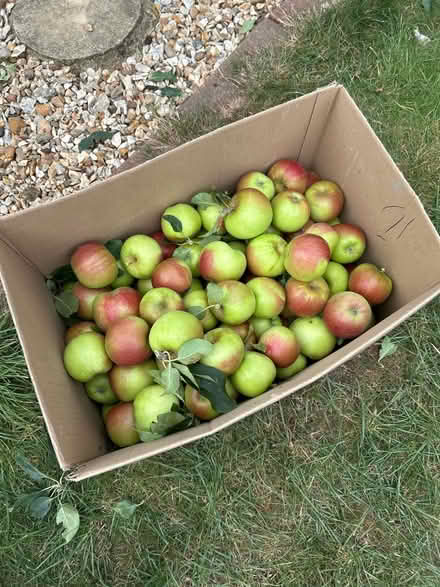 Photo of free Apples (Grange Park) #1
