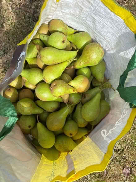 Photo of free More apples and some conference pears (Eastbourne BN20) #2