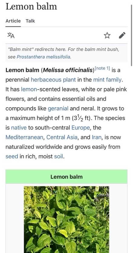 Photo of free Lemon balm plant (Harrogate HG2) #2