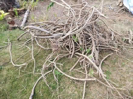 Photo of free Stumpery wood? (Penrith CA11) #2