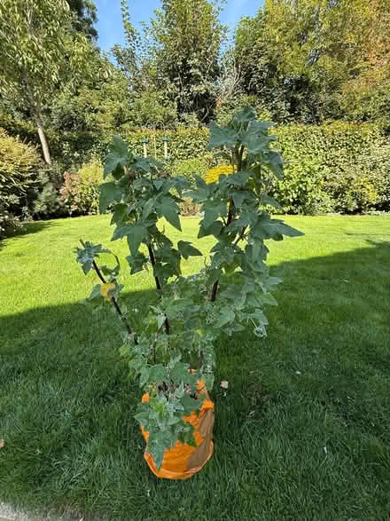 Photo of free Lavatera Plant (CT21) #1