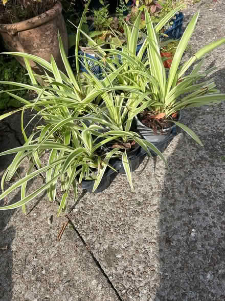 Photo of free Spider plants (Pontypool) #1