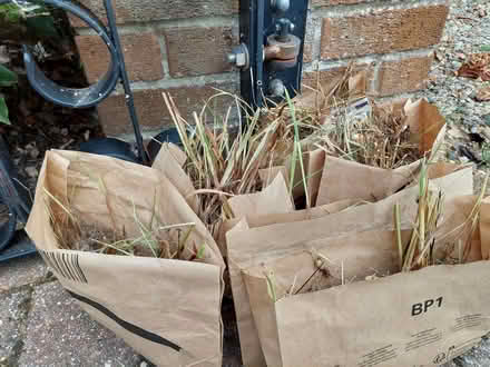 Photo of free Montbretia/Crocosmia bulbs (Gunton NR32) #1