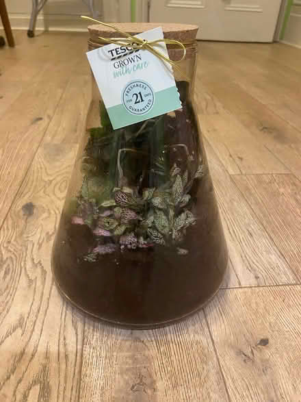 Photo of free Glass terrarium with plants (Preston Park area BN1) #3