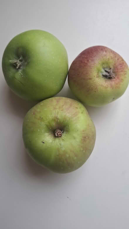 Photo of free Apples ripe for picking (Uxbridge UB10) #1
