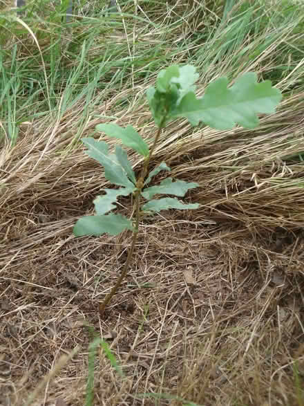 Photo of free Small oak sapling (Willingdon BN20) #1