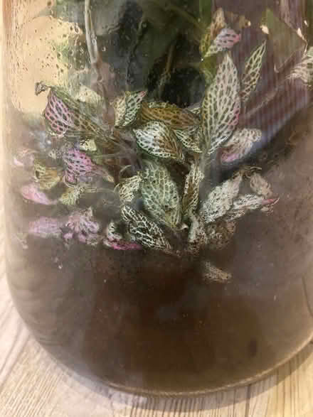 Photo of free Glass terrarium with plants (Preston Park area BN1) #2