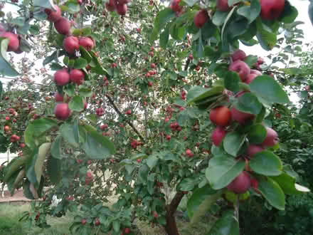 Photo of free Crab apples for jelly, cider, wine. (Willingdon BN20) #1