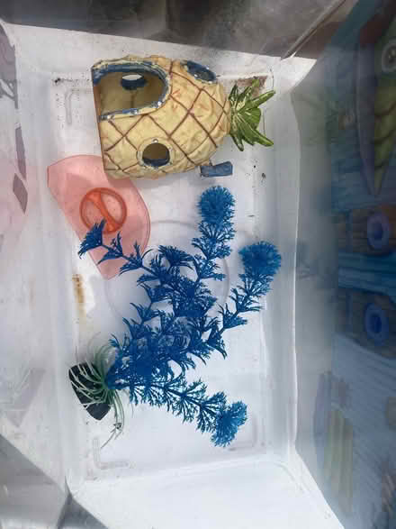 Photo of free Fish tank (RM6) #4