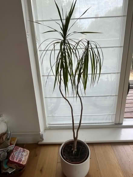 Photo of free Lovely palm tree (East Dulwich) #2