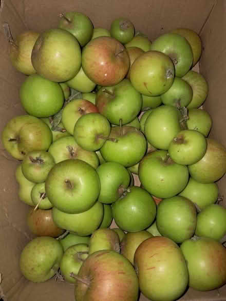 Photo of free Very small apples (Dunton Green TN13) #1