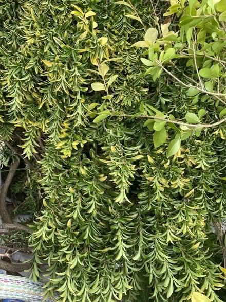Photo of free Hedge trimmings (Wisewood S6) #2