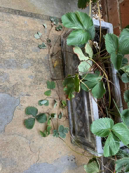 Photo of free Strawberry runners (Jericho OX1) #1