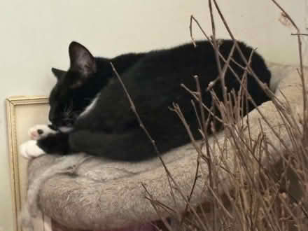 Photo of Cat litter and tray (Reading RG2) #1