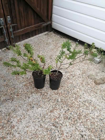 Photo of free Hebe plants (Langney BN23) #1