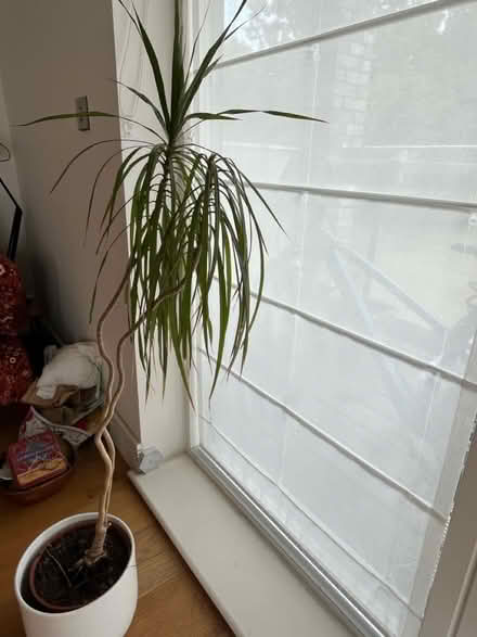 Photo of free Lovely palm tree (East Dulwich) #1
