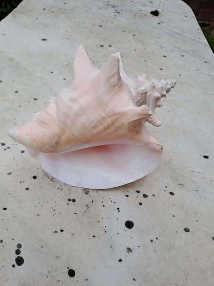 Photo of free Big sea shell (Sherrard's Green WR14) #1