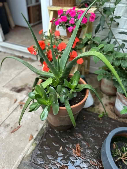Photo of free Aloe Vera Plant (Warwick CV34) #1