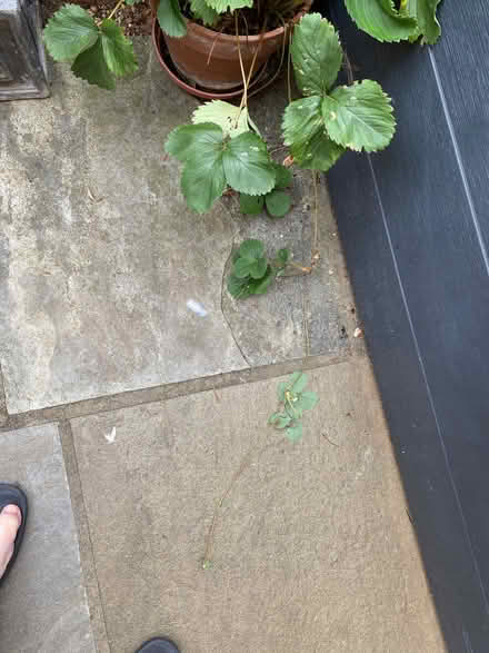 Photo of free Strawberry runners (Jericho OX1) #2