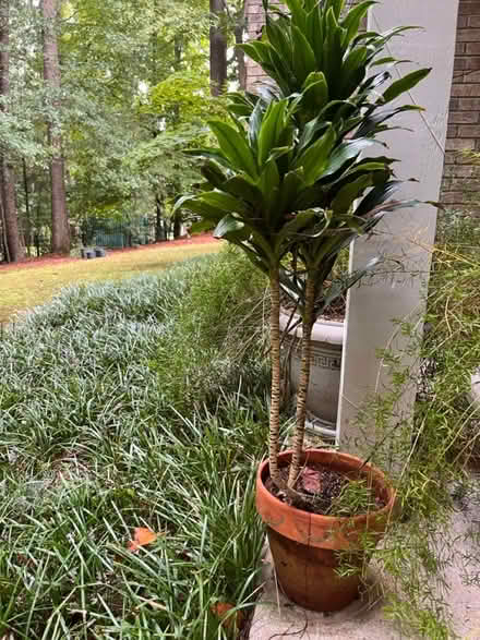 Photo of free plant (Milton) #1