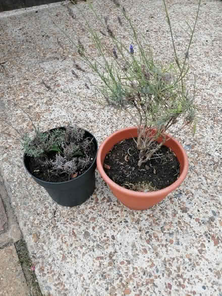 Photo of free Lavender plants (Langney BN23) #1