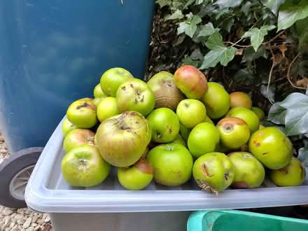 Photo of free More windfall apples (Oxford OX4) #1