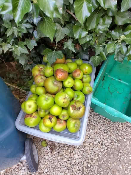Photo of free More windfall apples (Oxford OX4) #2