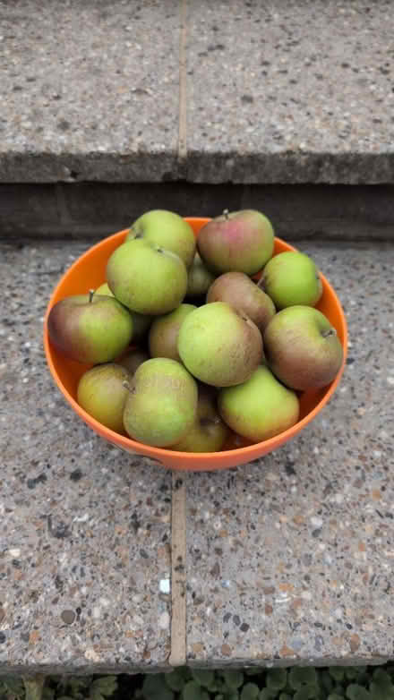 Photo of free Apples (Bishop's Stortford) #1