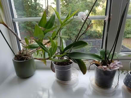 Photo of free Orchids (Letchworth SG6) #1