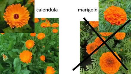Photo of Calendula flowers (King's Hedges Ward CB4) #1