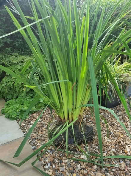 Photo of free Water Iris (Bare LA4) #1