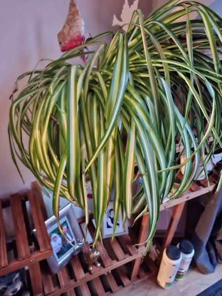 Photo of free Spider plant (Bilton CV22) #1