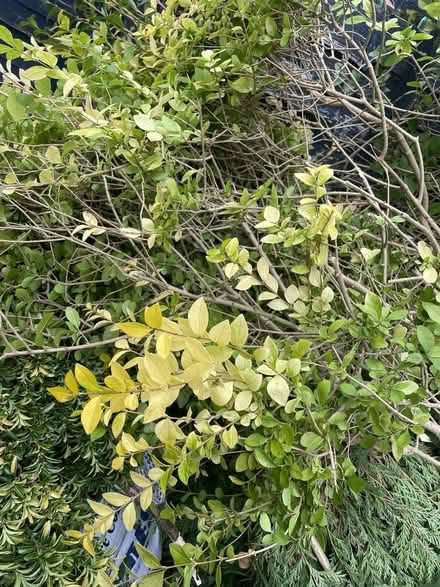 Photo of free Hedge trimmings (Wisewood S6) #3