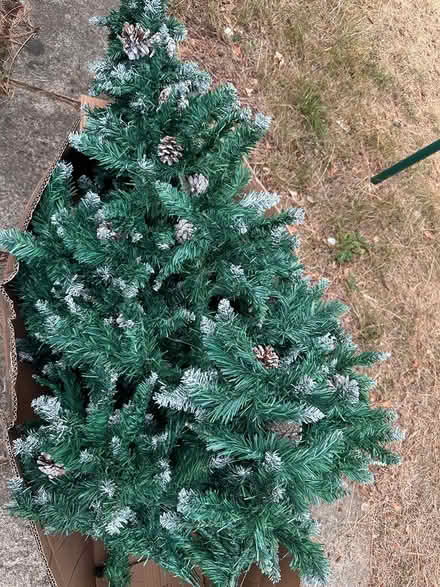Photo of free Christmas tree (Bracknell RG12) #1