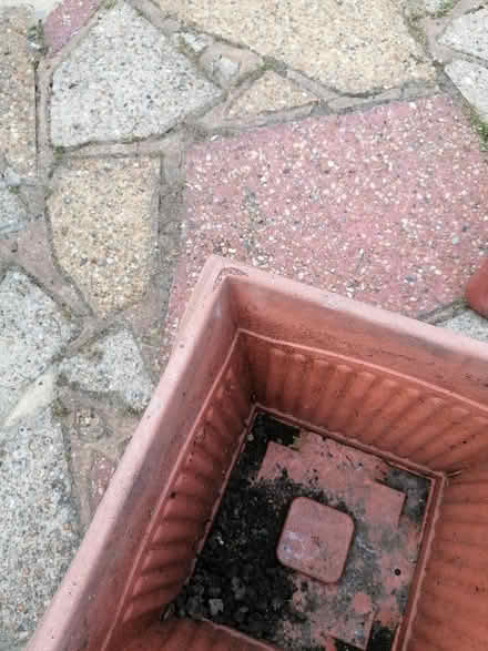 Photo of free Plastic plant pots (Langney BN23) #2