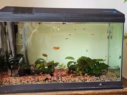 Photo of free Aquarium - complete with fish (Marden TN12) #1