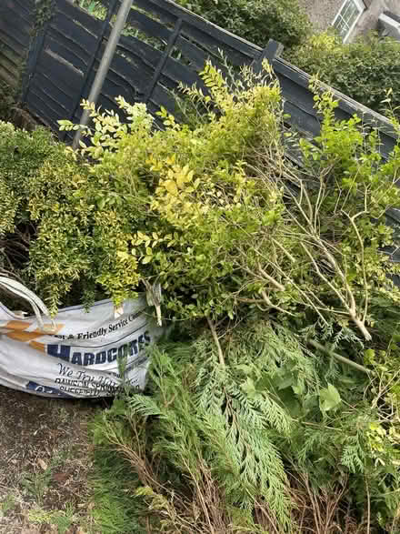 Photo of free Hedge trimmings (Wisewood S6) #1