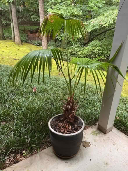 Photo of free Tall potted palm (Milton) #1