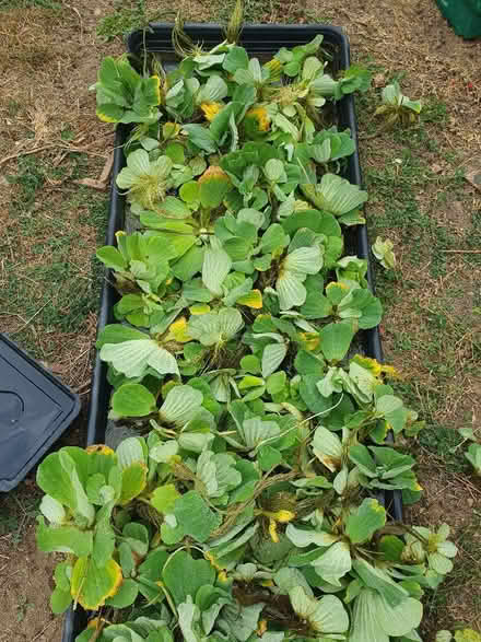 Photo of free Pond watercress plants (Enfield EN2) #3