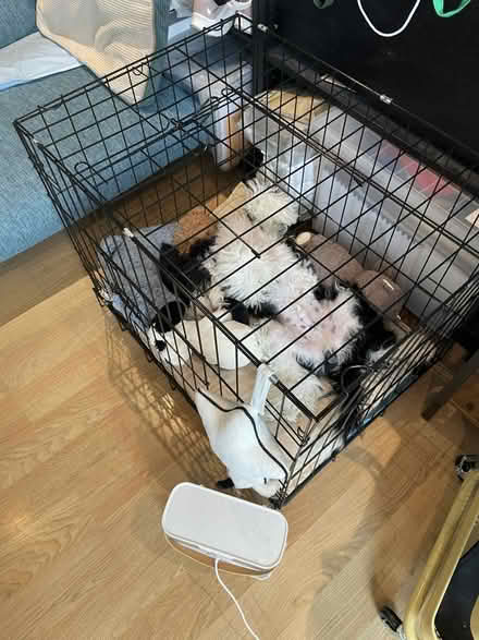 Photo of free Crate, collar & harness for puppy (N4) #1